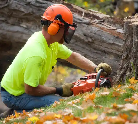 tree services Sylvan Beach